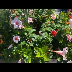 Meet your Posher, Tamia